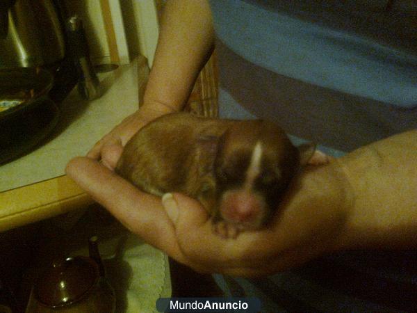 REGALO CACHORRO DE RAZA PEQUEÑA