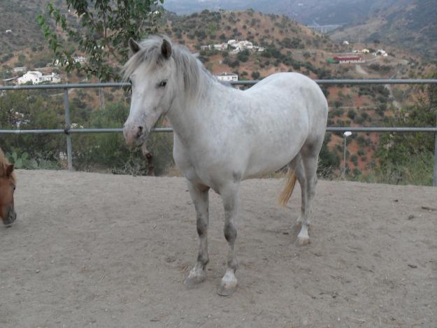 Potra Pony Mendez Tamaño Mediano