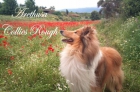 Arethusa Rough collie - mejor precio | unprecio.es