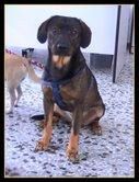 Golfo, perrete simpático en adopción