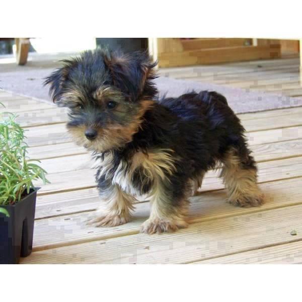 Macho cachorro de Yorkshire Terrier