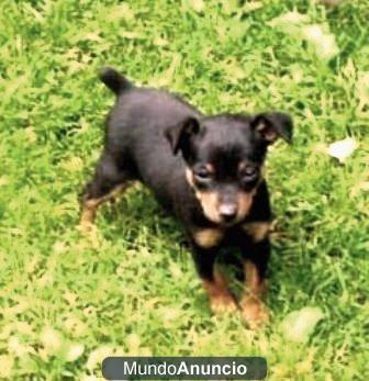 Mini Pinscher. Puede financiar.