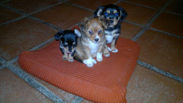 Regalo 2 cachorritas (2 meses) mestizas de tamaño pequeño