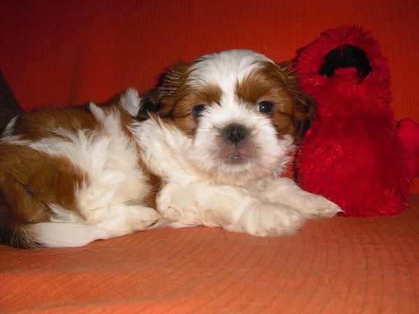 se vende cachorrito shih-tzu guapisimo un autentico peluche