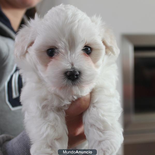 VENDO CACHORRO DE BICHON MALTES MACHO