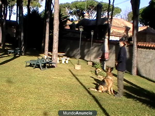 Adiestrador canino titulado