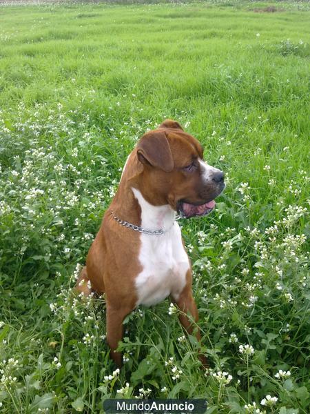 Boxer con Leishmania necesita ayuda.