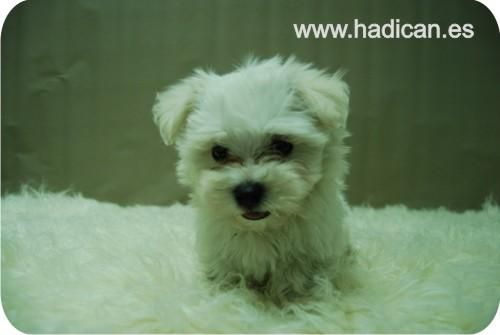 Cachorritos de Bichon maltes, machos y hembras disponibles.