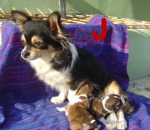 Chihuahuas cachorro con Pedigree