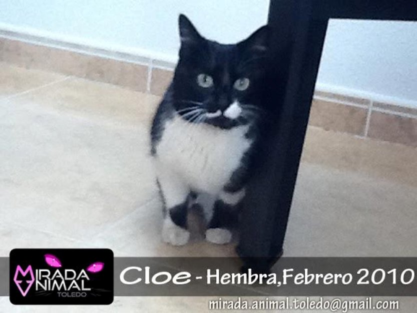 Cloe gatita blanca y negra en adopcion