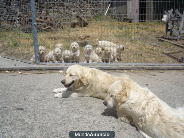 golden retriever, fabulosa camadita de dos mesese