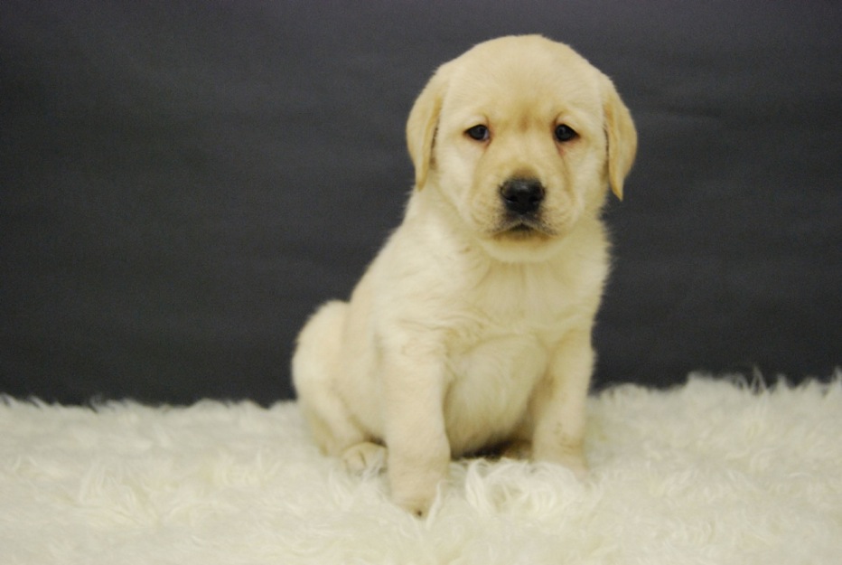 Labrador Retriever, padres libres de displasia y taras oculares, Loe