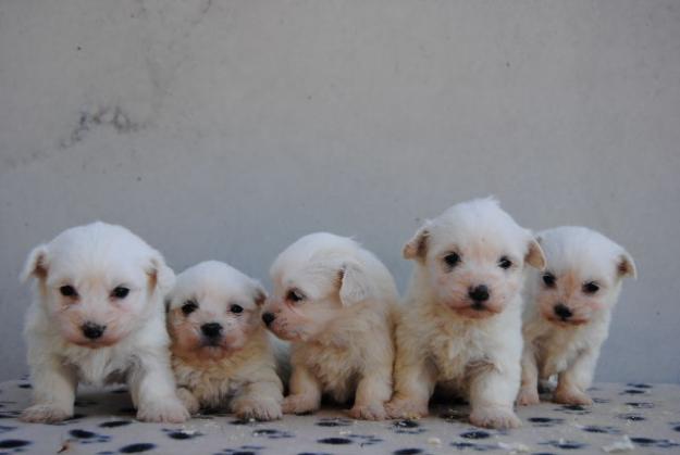 Preciosos malteses, loe de la real sociedad canina de españa