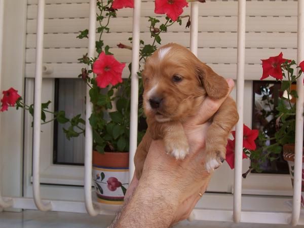 SE VENDE PRECIOSA CAMADA COCKER SPANIEL