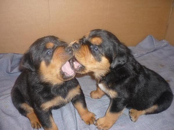 VENDO CACHORROS DE ROTTWEILER