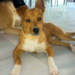 Adopta a Chencho