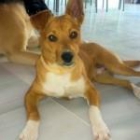 Adopta a Chencho - mejor precio | unprecio.es