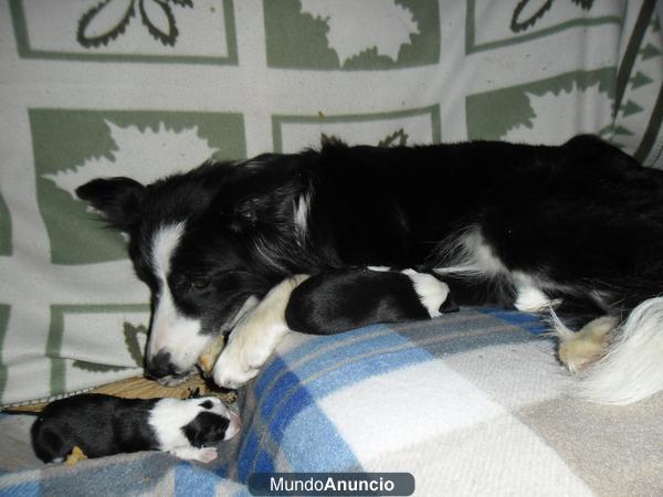 camada border collie