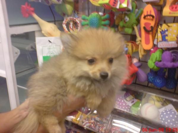 Pomerania Lulu, pequeños zorritos en venta