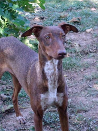 TABATA en adopción