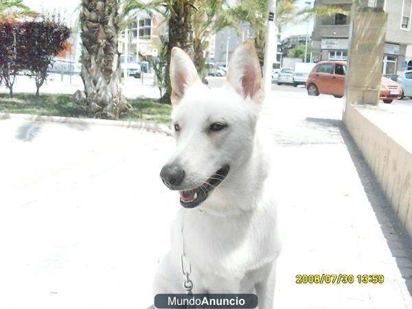 vendo pastor aleman blanco macho de 3 meses