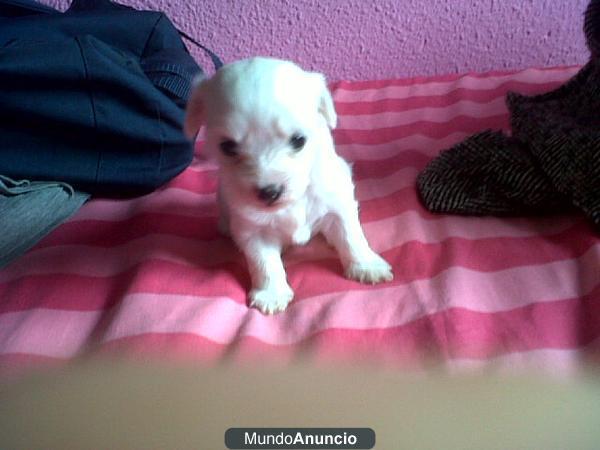 VENDO PERRITAS BICHON MALTES