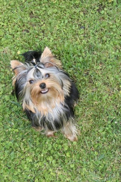 Vendo Yorkshire Terrier LOE