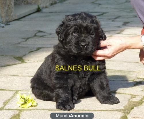 CACHORROS DE TERRANOVA Se venden magnificos cachorros de Terranova