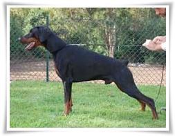 Camada de DOBERMANN recomendada por el DOB.CLUB.ESPAÑA