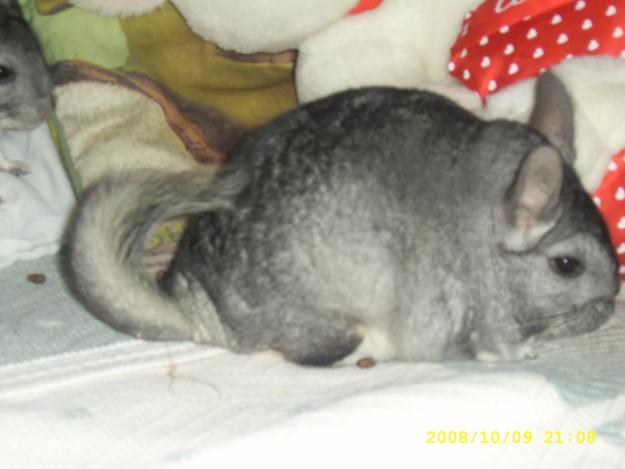 chinchillas