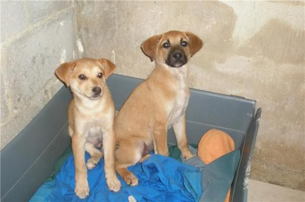 EN ADOPCION URGENTE!CACHORRONAS PRECIOSAS