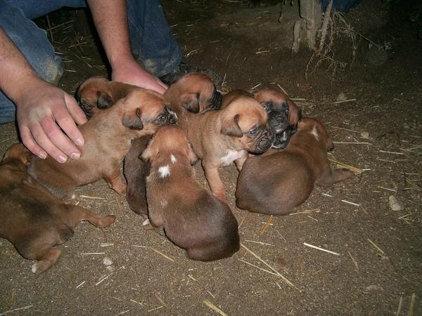 preciosos cachorros de BOXER CON PEDIGREE 350 EUROS