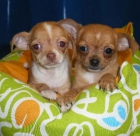 Preciosos Chihuahua, cachorros de pura raza - Madrid - mejor precio | unprecio.es