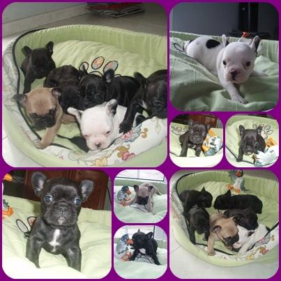 Se venden estos 6 precioso pitufillos de Bulldog Frances