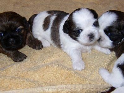 Shih tzu muy muy bonitos