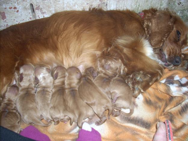 vendo cachorritos cocker