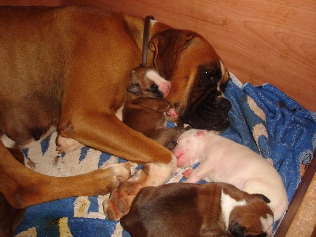 VENDO CAMADA DE BOXER PRECIOSOS¡¡¡