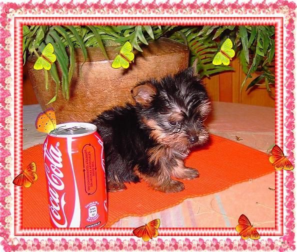 yorkshire terrier  camadita