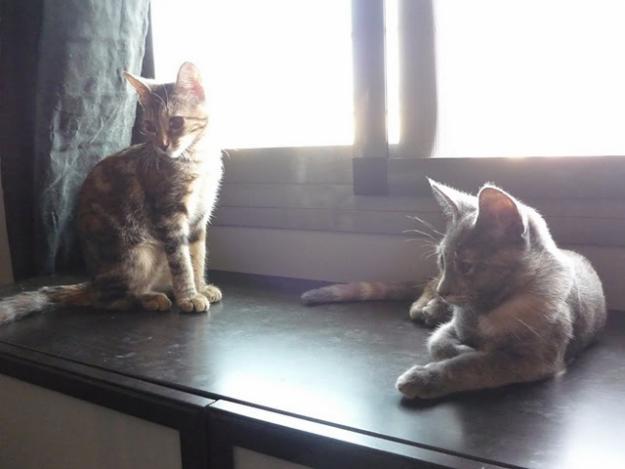 TIERRA Y TIGRESA, GATITAS BEBÉ EN ADOPCIÓN