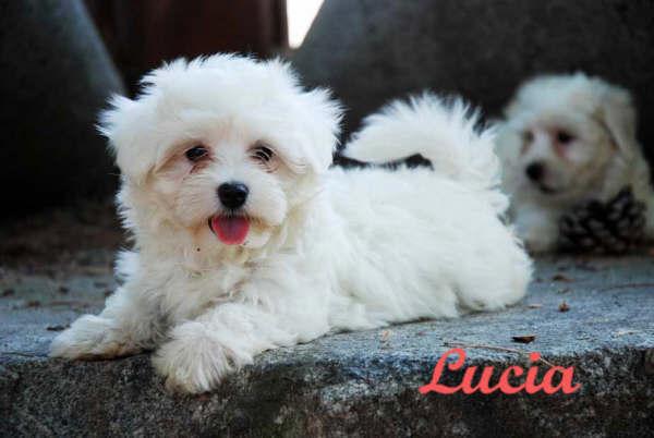 Bichon maltes, increibles cachorros de pura raza