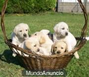 cachorritos de Labrador muy listos y juguetones