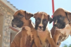 cachorros boxer pedigree nacional - mejor precio | unprecio.es