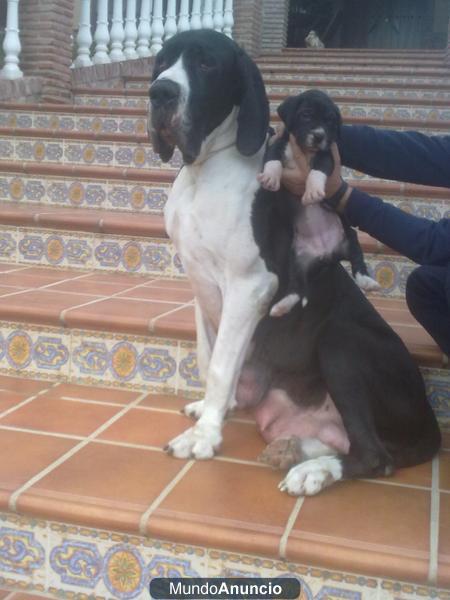 DOGOS ALEMANES SUPERGIGANTES