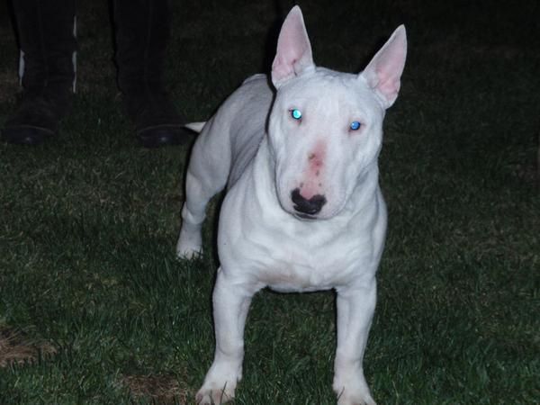 OFERTA Bullterrier miniature