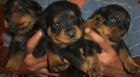 ROTTWEILER CACHORROS - mejor precio | unprecio.es