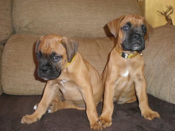 BOXER CACHORROS A 250 EUROS