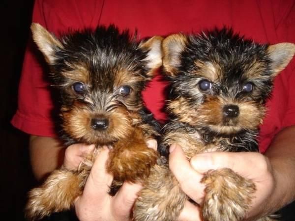 Cachorrito Yorkshire Terrier -Criadero