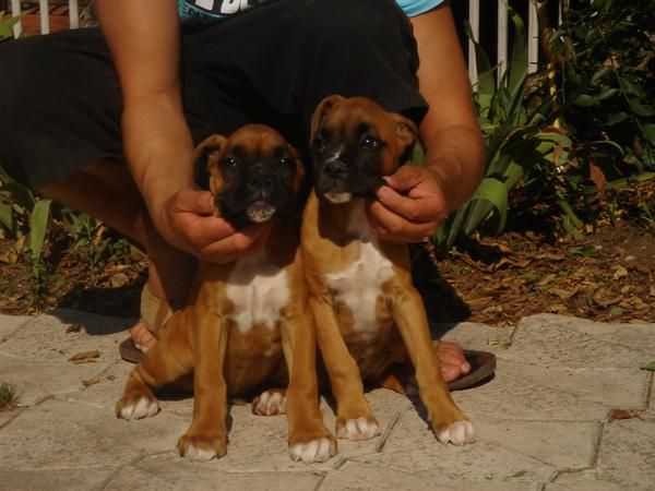 CACHORROS DE BOXER 480