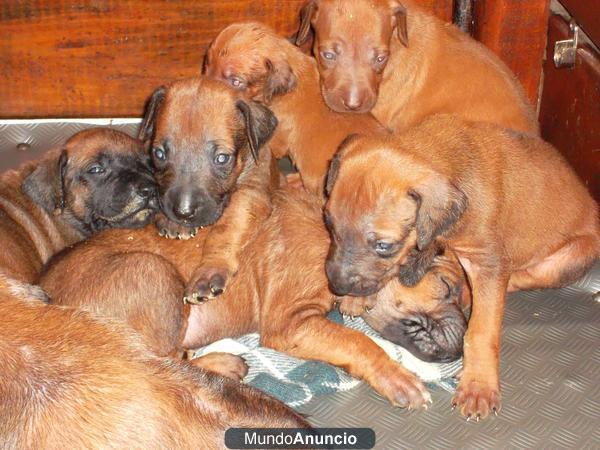 CACHORROS RHODESIAN DE CALIDAD