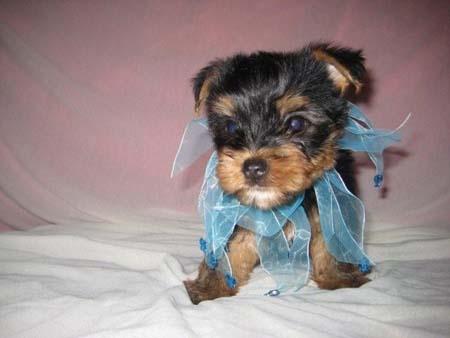 Contacto opiniones y recoger Yorkshire terrier Danny y Lizzy